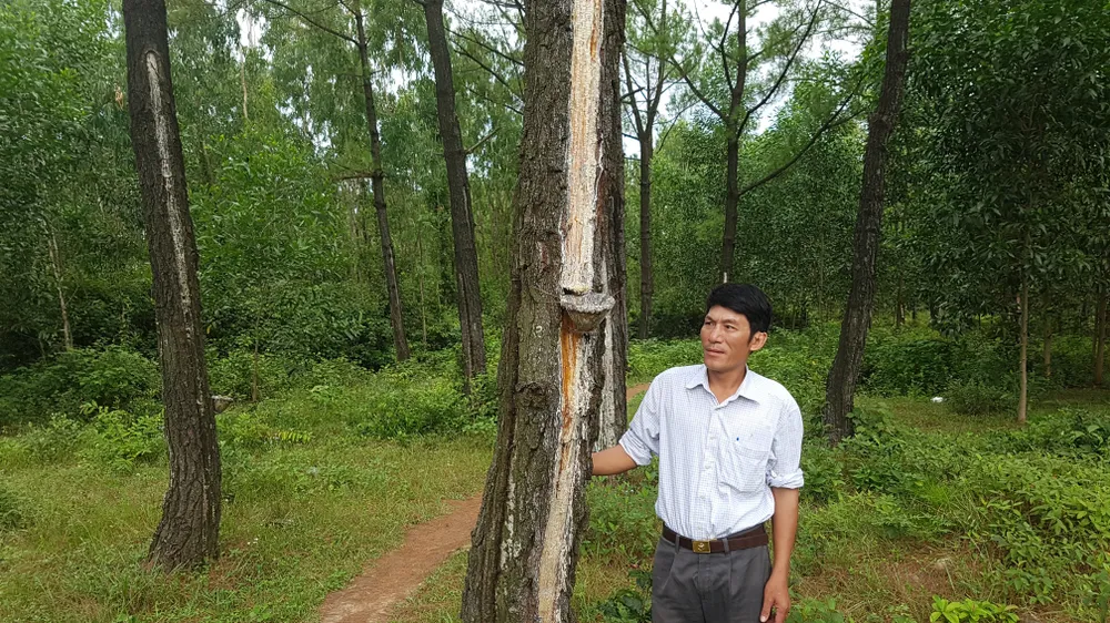 Trồng thông là một mô hình đa dạng hóa nguồn thu tại các tỉnh Bắc Trung bộ về phát triển rừng