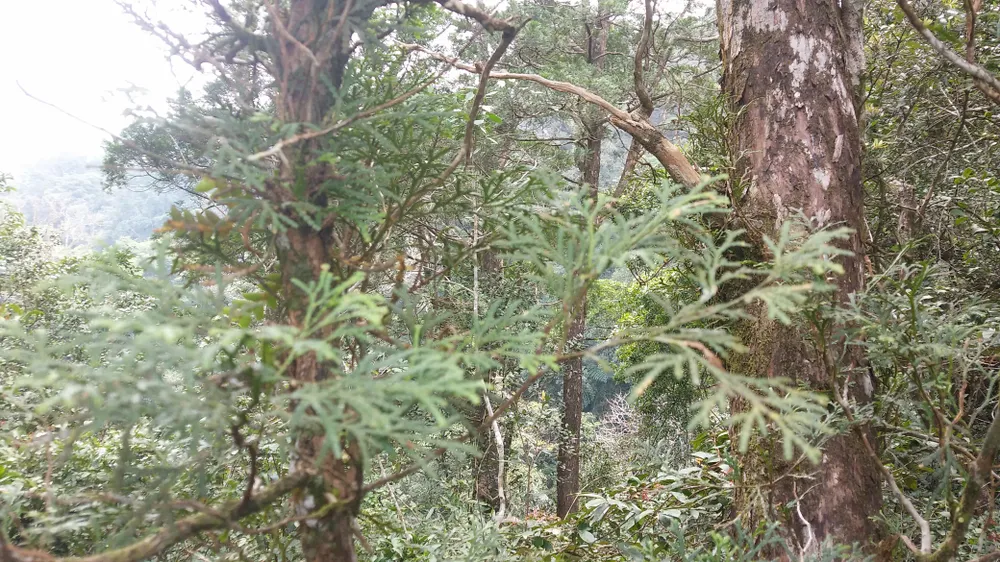 Bách xanh quý hiếm ở Phong Nha-Kẻ Bàng Bách xanh quý hiếm ở Phong Nha-Kẻ Bàng