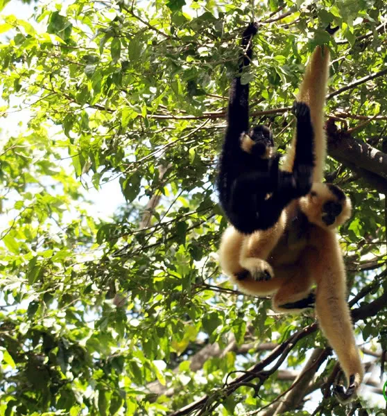 Linh trưởng ở Phong Nha-Kẻ Bàng Linh trưởng ở Phong Nha-Kẻ Bàng
