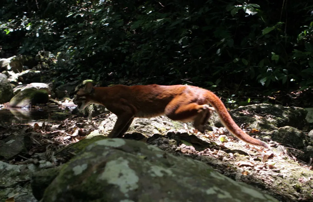 Báo lửa ở Phong Nha-Kẻ Bàng. Ảnh: Tư liệu Báo lửa ở Phong Nha-Kẻ Bàng. Ảnh: Tư liệu