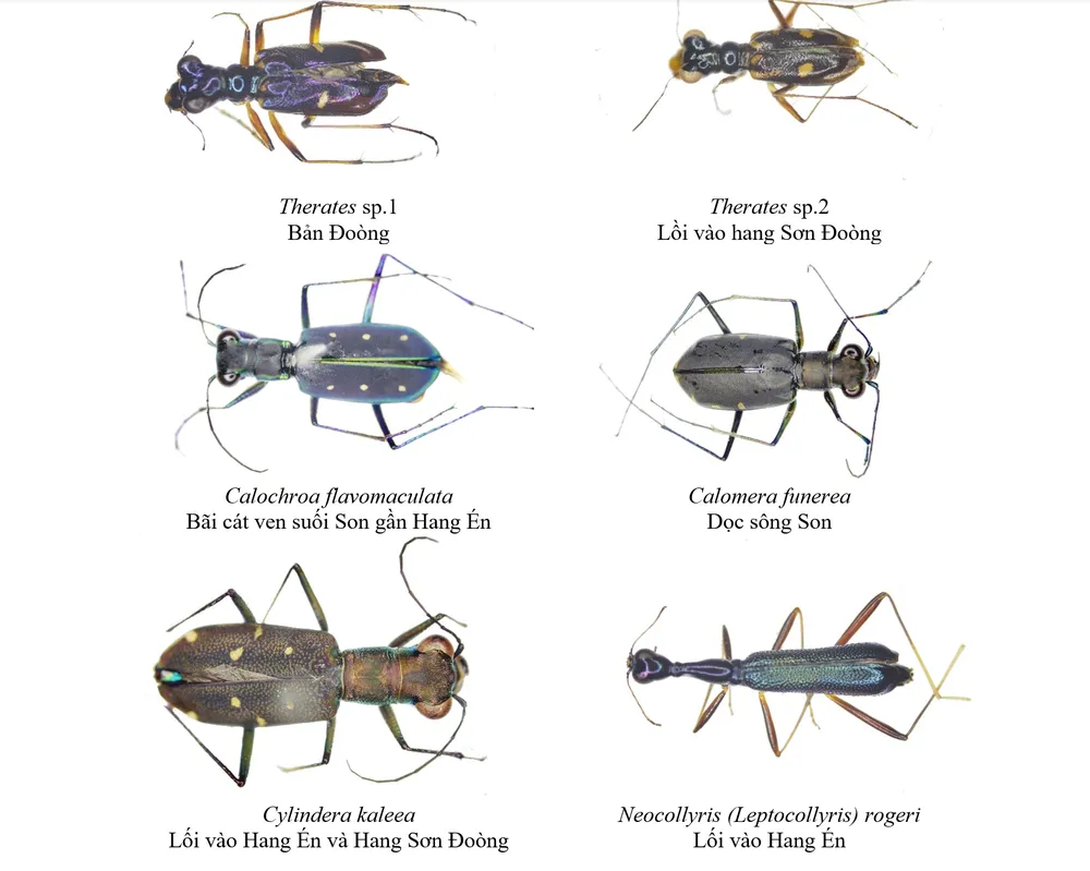 Một số hình ảnh động vật chân khớp. Ảnh: Nhóm nghiên cứu giữ bản quyền
