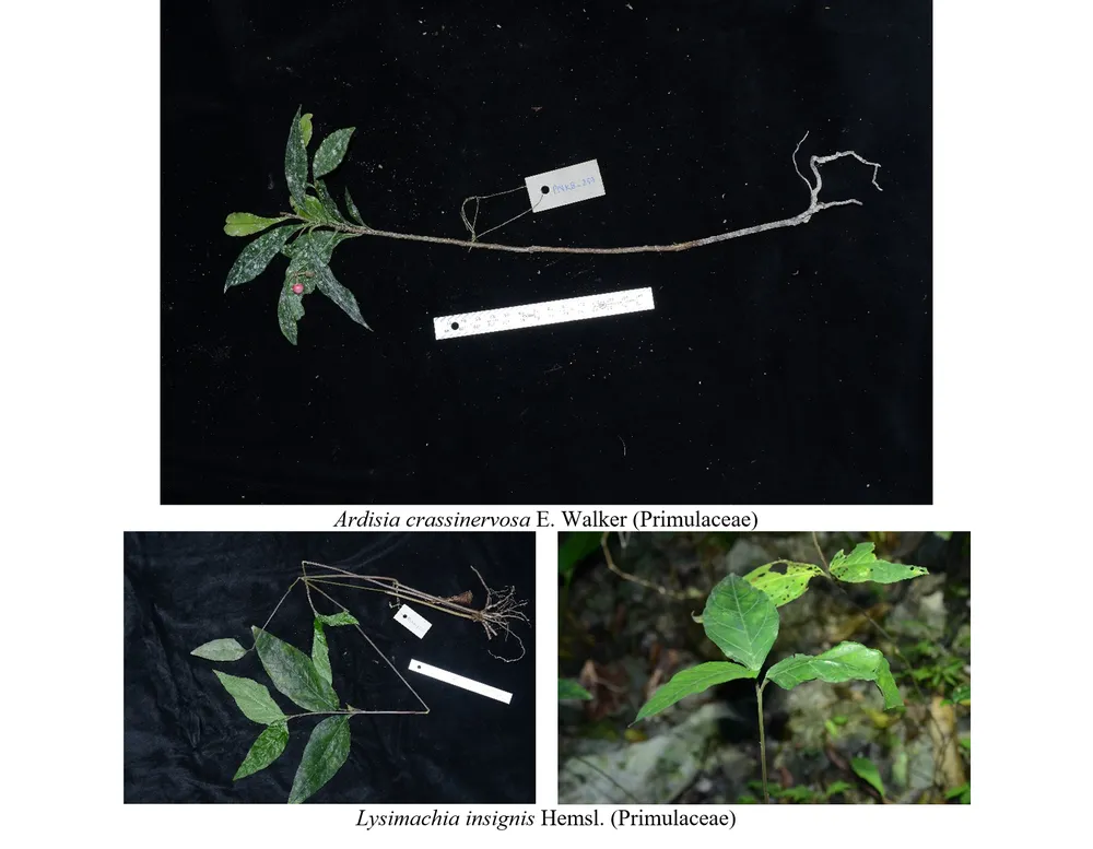 Một số loài thực vật bổ sung cho hệ thực vật VQG Phong Nha – Kẻ Bàng. Ảnh: Nhóm nghiên cứu giữ bản quyền
