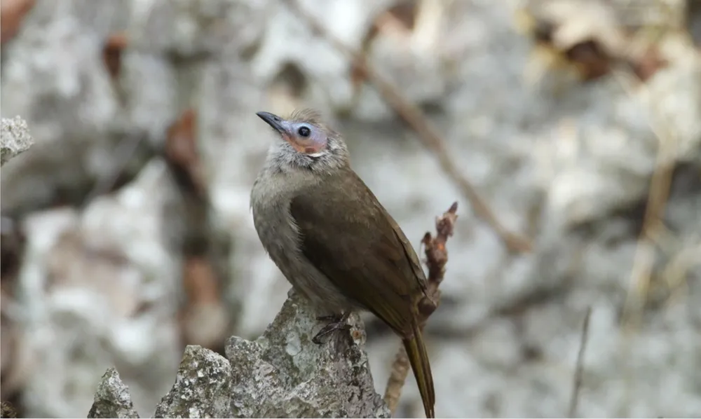 Chim Bulbul mặt trần ở Hin Nam No. Ảnh: Nguyễn Đình Duy