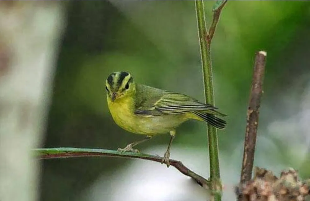 Chích núi đá vôi (Phylloscopus calciatilis). Ảnh: VQG PN-KB