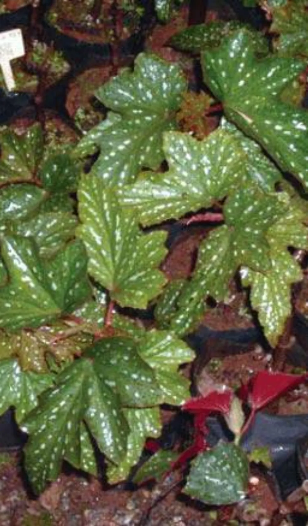 Thu hải đường Phong Nha - Kẻ Bàng. Ảnh: VQG PN-KB