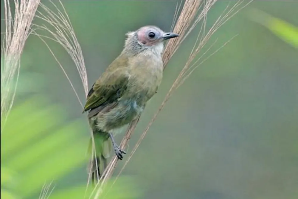 Chào mào trọc đầu (Pycnonotus hualon) ở Phong Nha - Kẻ Bàng. Ảnh: BQL