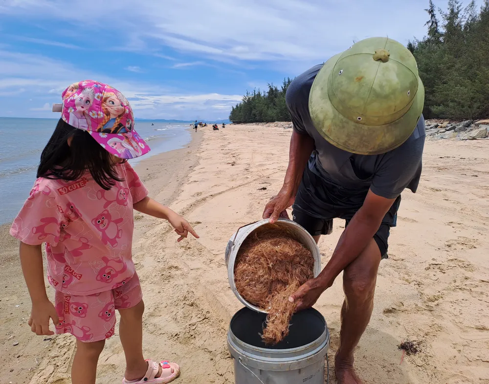 Ông cháu thu hoạch tép biển