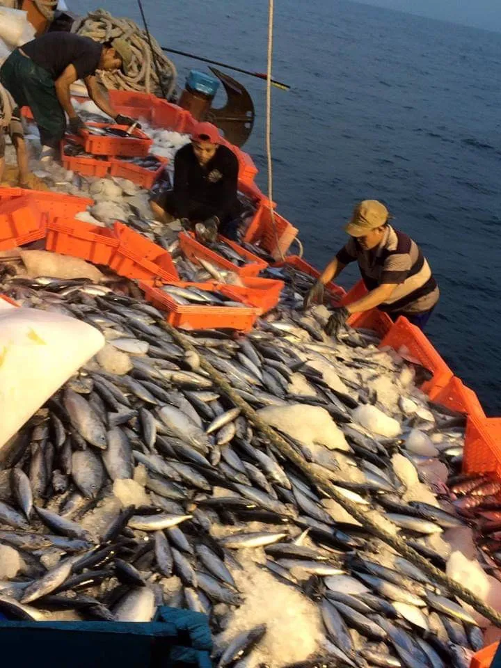 Ngư dân Cảnh bội thu cá ngừ