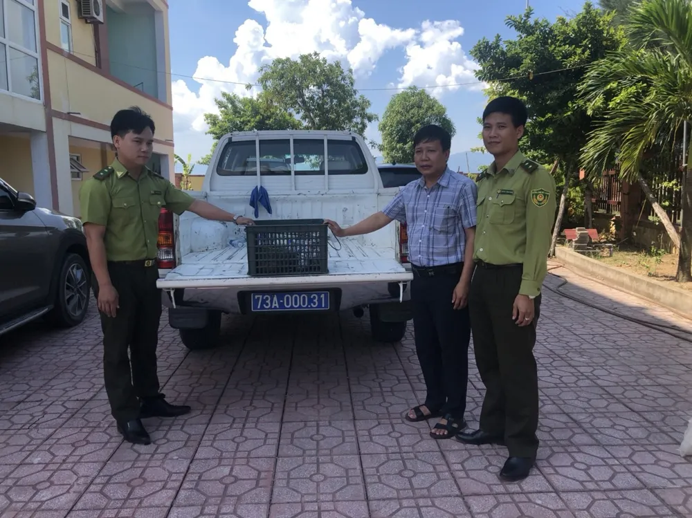 Vận chuyển cá thể tê tê Java về Vườn Phong Nha - Kẻ Bàng