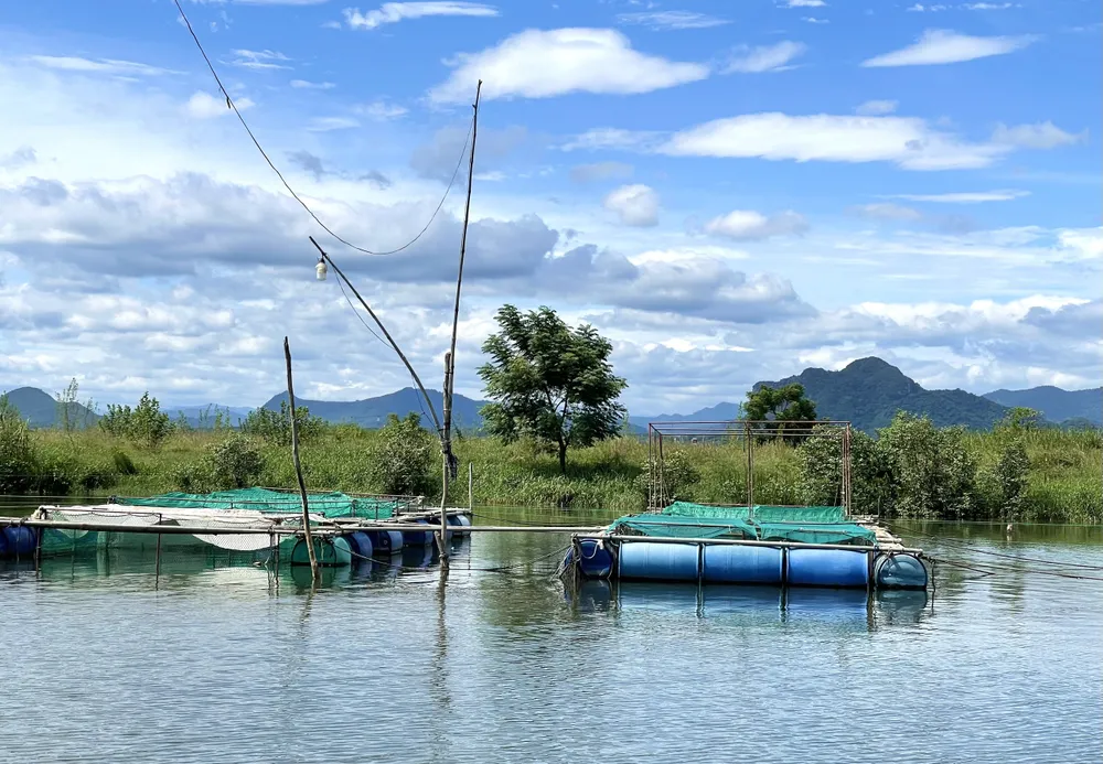 Cá nuôi ở các lồng lớn nhanh do luồng nước chảy mạnh, thức ăn dồi dào