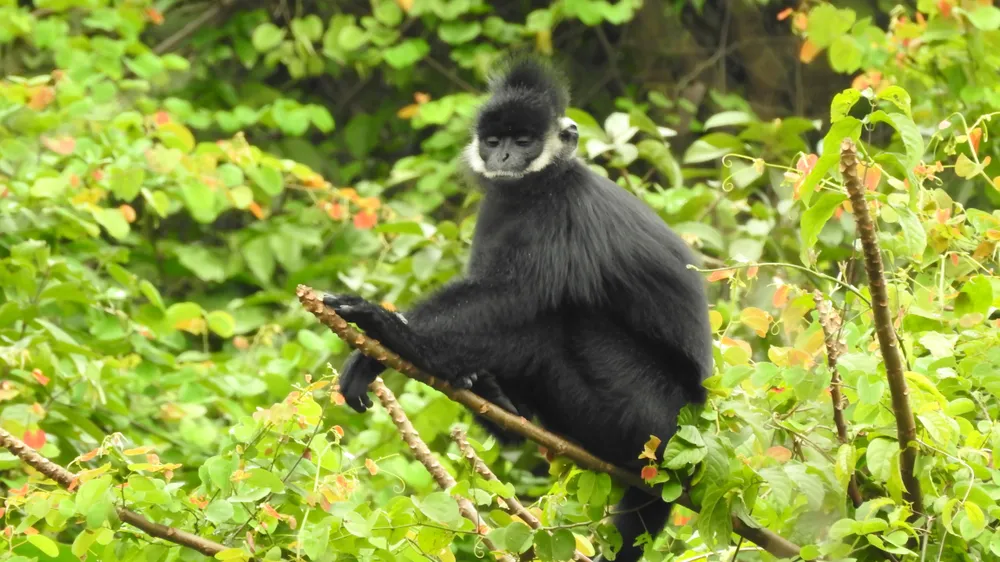 Voọc gáy trắng nay đã có 22 đàn với 156 cá thể. Ảnh: MINH PHONG