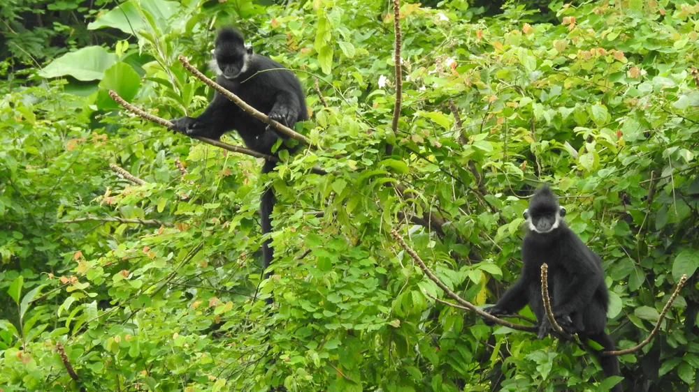 Voọc gáy trắng ở Thạch Hóa, Đồng Hóa. Ảnh: MINH PHONG