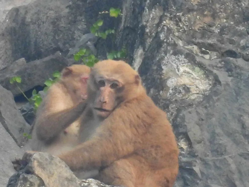 Chúng khá dạn người. Ảnh: THANH TÚ