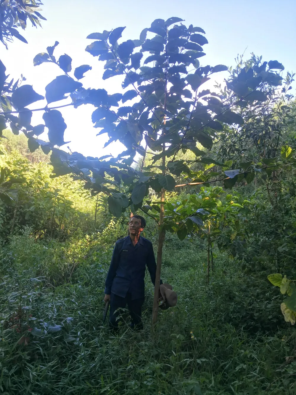 Mới trồng được 398,5ha/3.742ha rừng bị phá tại Tuyên Hóa