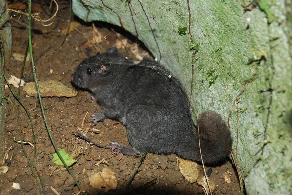 Một cá thể chuột đá Trường Sơn tại PN - KB sống lại sau 11 triệu năm tuyệt chủng loài