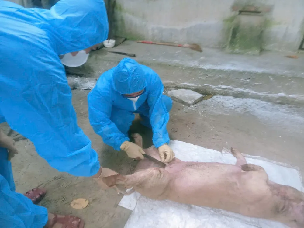 Quảng Trị: Dịch tả heo châu Phi lan rộng, tiêu hủy gần 26.000 con heo