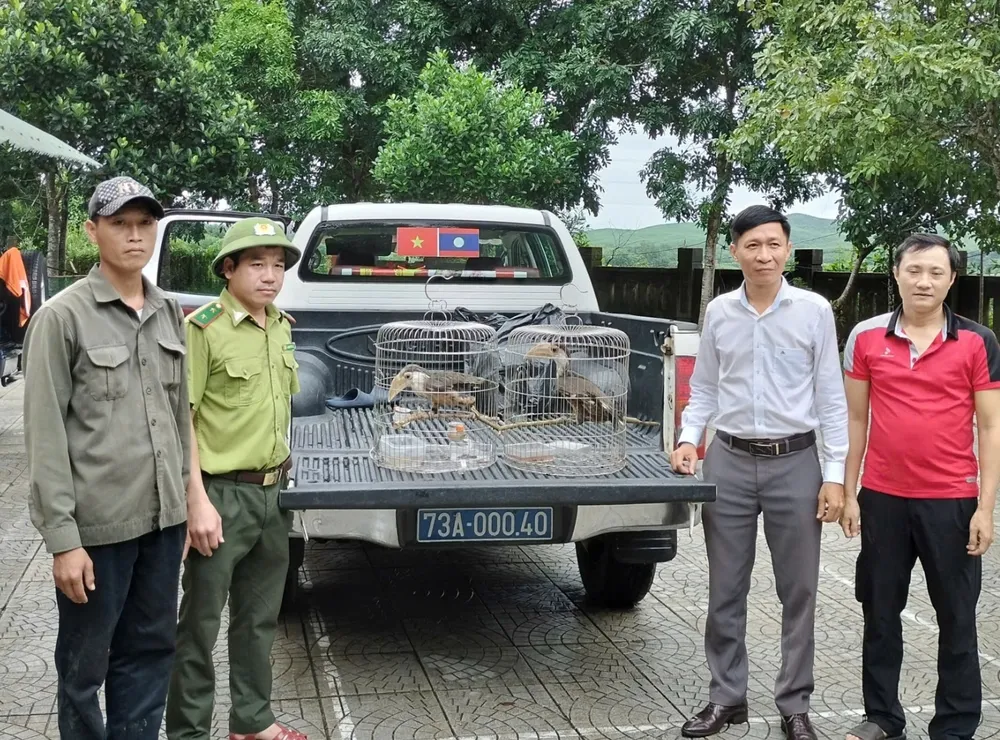 Trao hai chim niệc nâu quý hiếm cho Vườn quốc gia Phong Nha – Kẻ Bàng