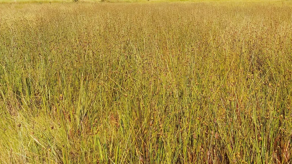 Loài hoa chỉ nở mỗi ngày 4 giờ tại Vườn quốc gia Tràm Chim ảnh 2