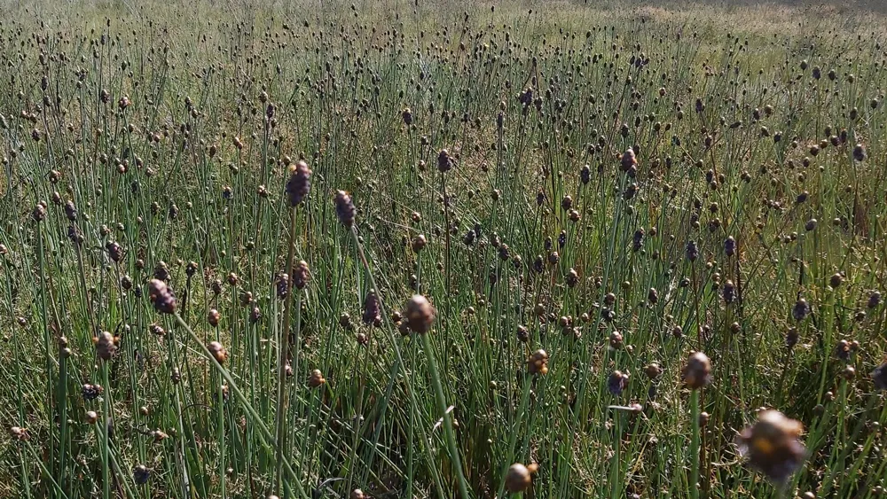 Loài hoa chỉ nở mỗi ngày 4 giờ tại Vườn quốc gia Tràm Chim ảnh 3