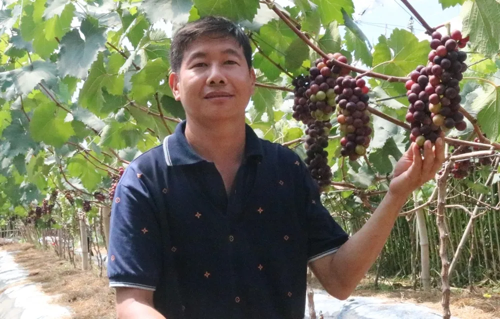 Trồng nho kết hợp làm du lịch trên vùng đất nhiễm mặn ở ĐBSCL ảnh 1