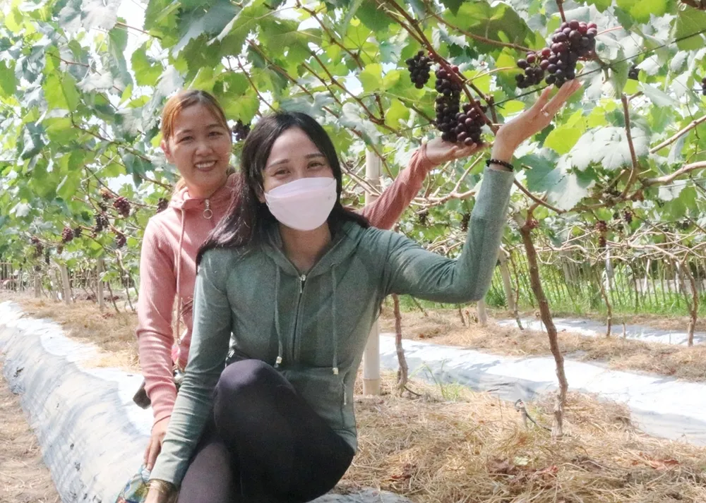 Trồng nho kết hợp làm du lịch trên vùng đất nhiễm mặn ở ĐBSCL ảnh 2