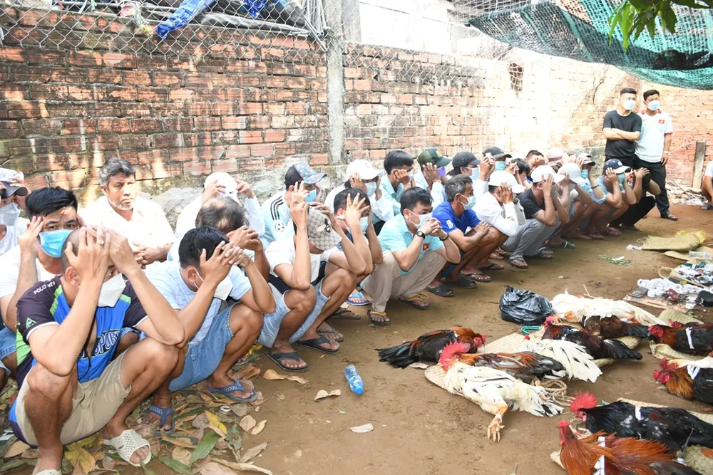 Trà Vinh: Triệt xóa điểm đá gà liên tỉnh quy mô lớn, thu giữ gần nửa tỷ đồng ảnh 1