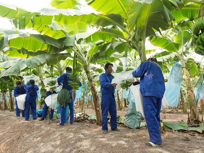 HNG bị bán tháo, cơ hội cho các “tay to” gom hàng ảnh 1