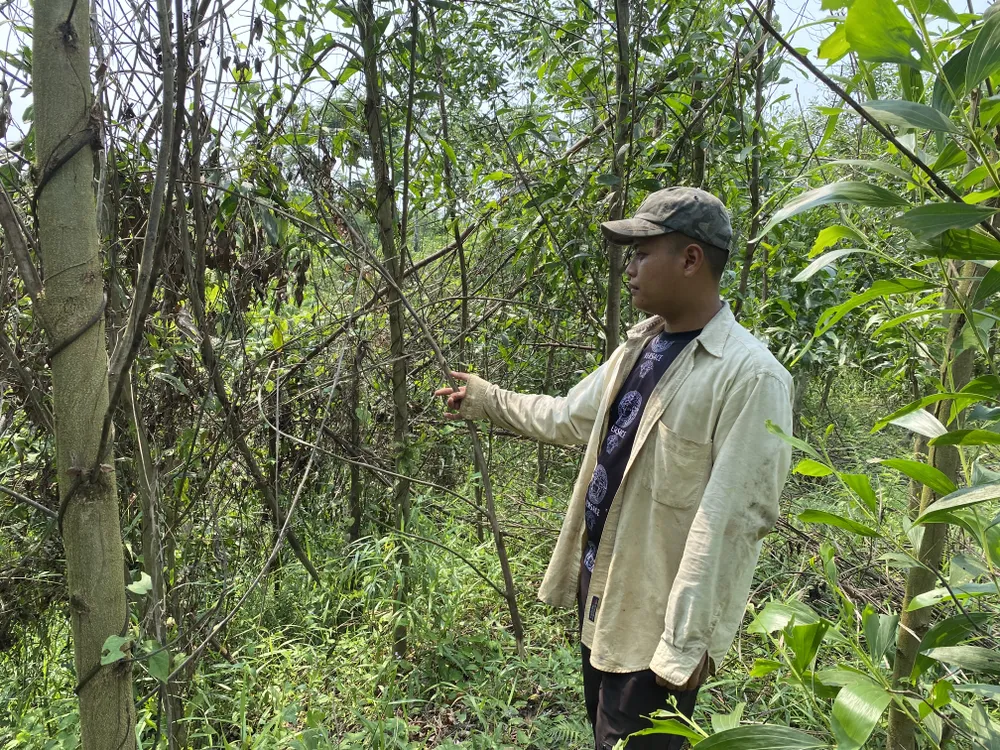 Ông Phạm Đình Duy thở dài khi thấy keo chết ngày càng nhiều. Ảnh: PHẠM NGA