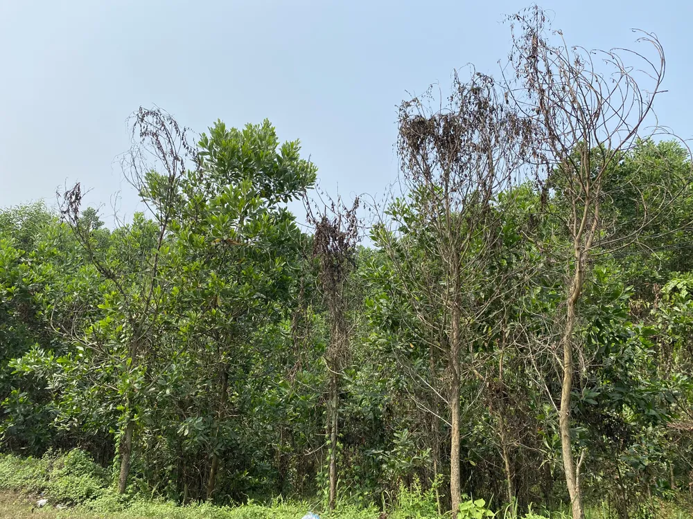 Cây keo vàng lá, sau đó héo dần và chết. Ảnh: PHẠM NGA