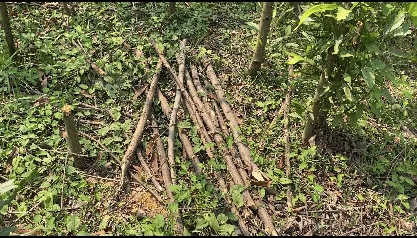 Thân keo non chết dùng làm củi đốt. Ảnh: PHẠM NGA