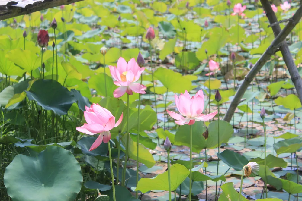 Đồng sen Trà Lý đang là nơi thu hút nhiều bạn trẻ gần xa đến để check in
