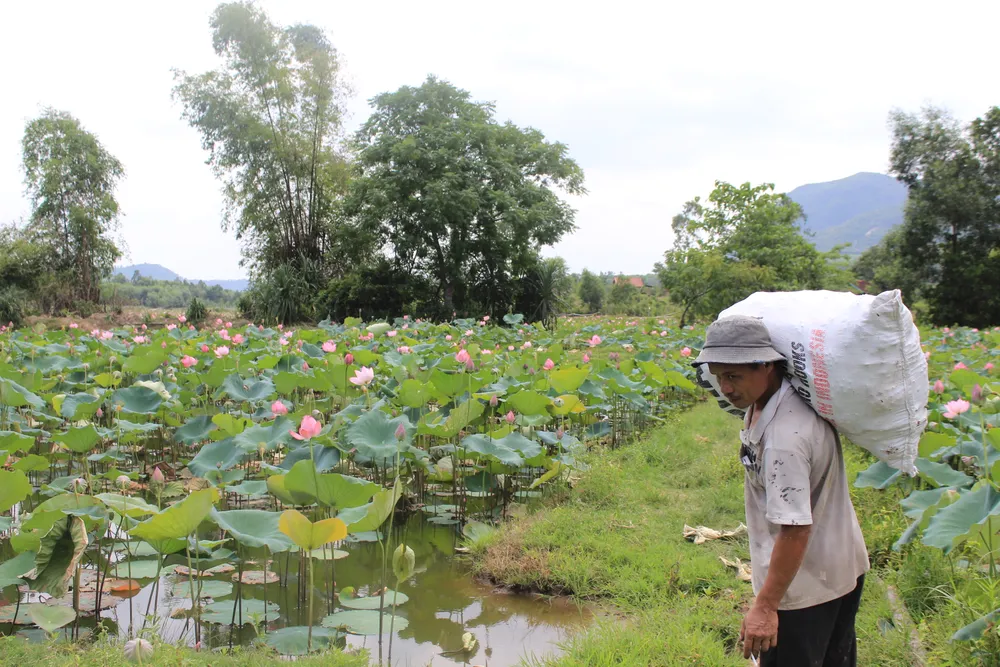Người dân thu hoạch sen ở đồng sen Trà Lý
