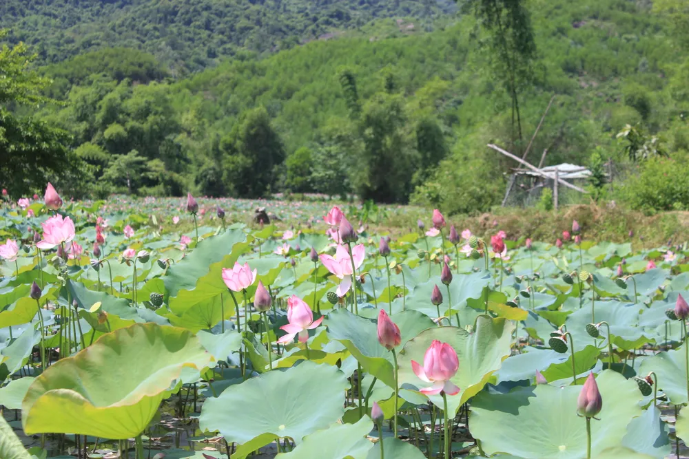 Đầu tháng 6 sẽ là đợt thu hoạch sen đầu mùa của nhiều hộ dân huyện Duy Xuyên. Sen được trồng từ sau Tết Nguyên Đán và bắt đầu vào mùa vụ ở cuối tháng 5, đầu tháng 6
