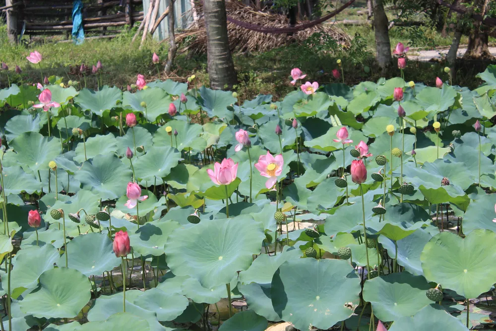 Vẻ đẹp mong manh, yêu kiều của hoa sen khiến cho Đồng sen Trà Lý ngày càng nổi tiếng và thu hút hơn.