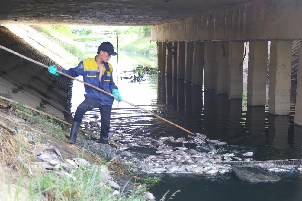 Cá chết bốc mùi hôi thối khắp nơi, nước sông thì đen ngòm Cá chết bốc mùi hôi thối khắp nơi, nước sông thì đen ngòm