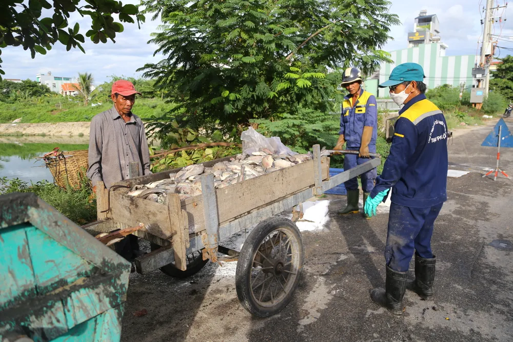 Cá chết sau khi vớt sẽ được đưa đi xử lý ở bãi rác Khánh Sơn Cá chết sau khi vớt sẽ được đưa đi xử lý ở bãi rác Khánh Sơn