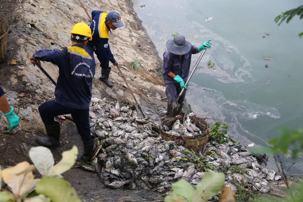 Nhân viên của Công ty Thoát nước và Xử lý nước thải Đà Nẵng khẩn trương vớt xác cá để đưa đi xử lý Nhân viên của Công ty Thoát nước và Xử lý nước thải Đà Nẵng khẩn trương vớt xác cá để đưa đi xử lý