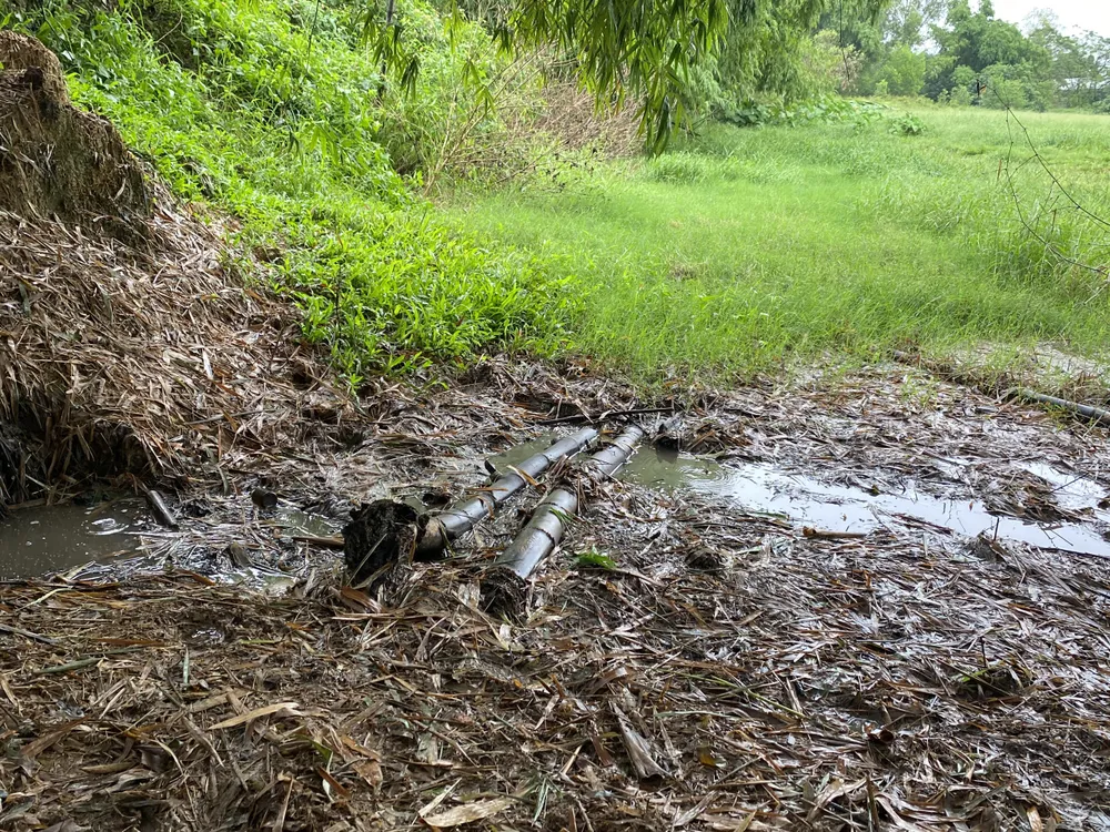 Nước thải xả thẳng ra đồng lúa của người dân