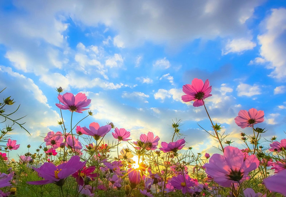 （圖源：互聯網）