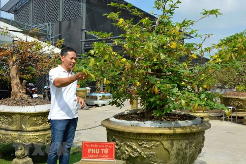 同塔花農 10 棵梅花獲世界紀錄