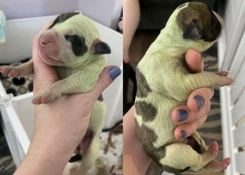 鬥牛幼犬罕現綠色毛髮