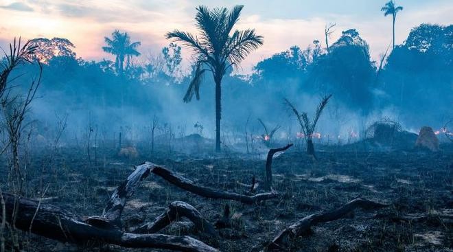亞馬遜或已接近雨林枯死臨界點