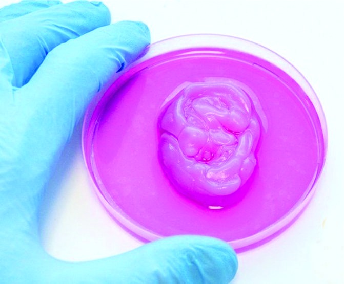 　　科研團隊冀用人體細胞打印鼻子和耳朵軟骨。