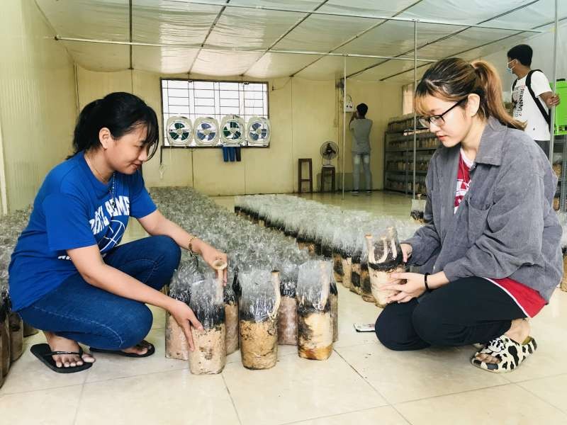 一組大學生在溫室種植長腿菇而成功創業。