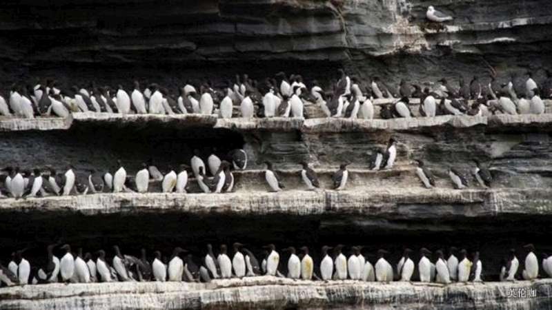 愛爾蘭自然奇觀--莫赫懸崖 ảnh 1