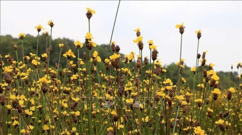 在禽鳥白千層綻放的黃頭印花田 ảnh 1