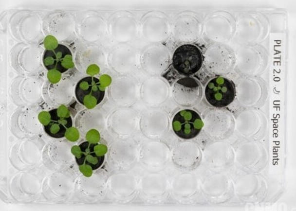 （示意圖源：互聯網）