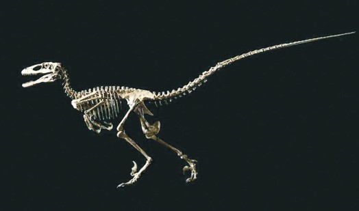 恐爪龍骨骼化石價逾 1200 萬美元成交