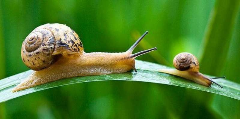 蝸牛
