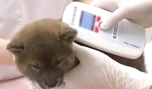 日本新法規定商家給貓狗植入晶片